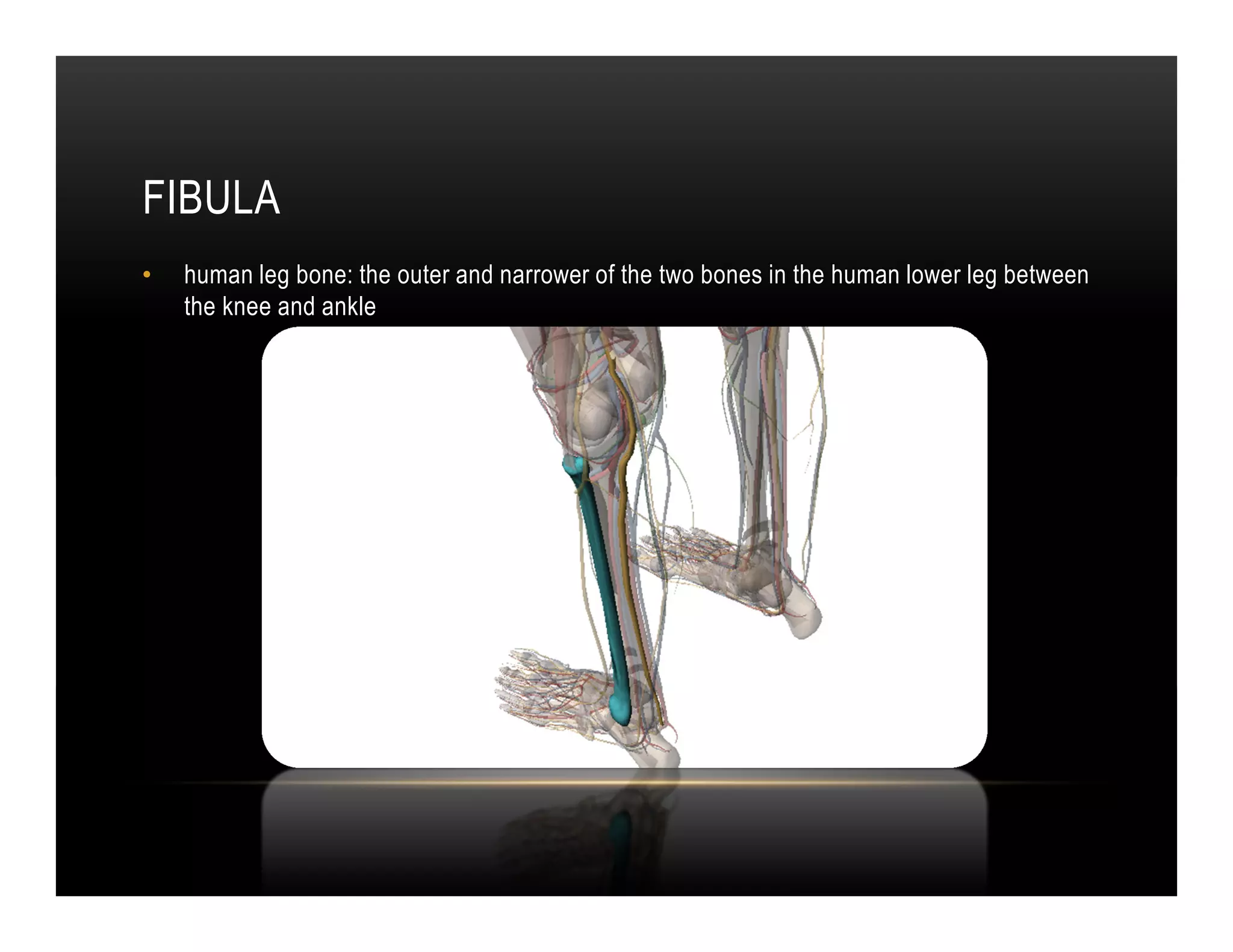 FIBULA
•   human leg bone: the outer and narrower of the two bones in the human lower leg between
    the knee and ankle
 
