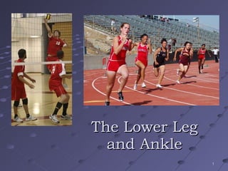 The Lower Leg and Ankle 