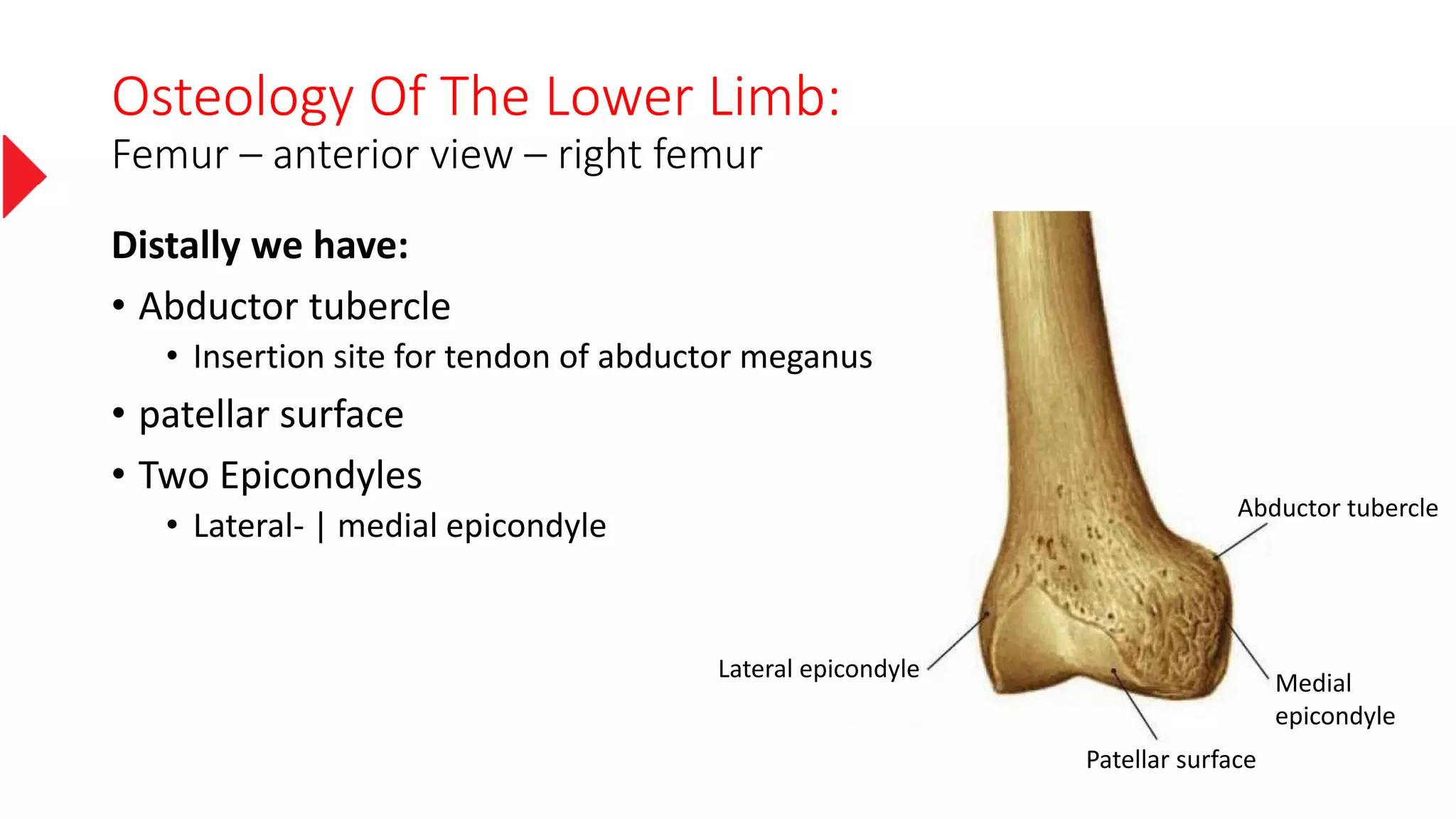Osteology Of The Lower Limb:
Femur – anterior view – right femur
Distally we have:
• Abductor tubercle
• Insertion site for tendon of abductor meganus
• patellar surface
• Two Epicondyles
• Lateral- | medial epicondyle
Abductor tubercle
Medial
epicondyle
Lateral epicondyle
Patellar surface
 