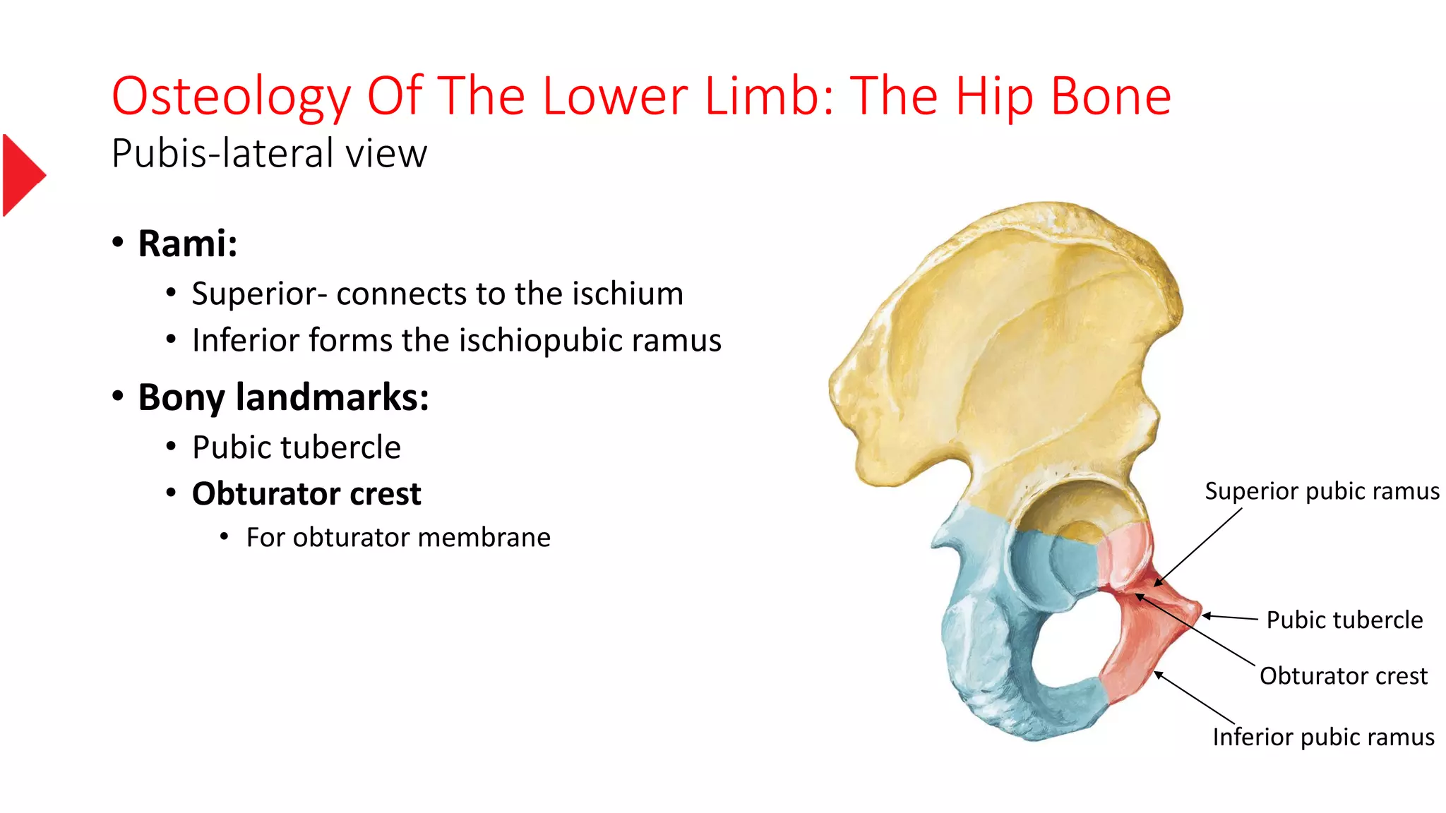 Osteology Of The Lower Limb: The Hip Bone
Pubis-lateral view
• Rami:
• Superior- connects to the ischium
• Inferior forms the ischiopubic ramus
• Bony landmarks:
• Pubic tubercle
• Obturator crest
• For obturator membrane
Inferior pubic ramus
Pubic tubercle
Superior pubic ramus
Obturator crest
 