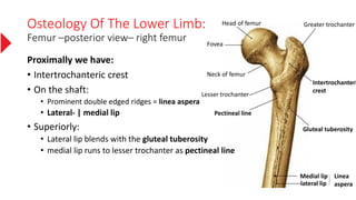 Osteology Of The Lower Limb:
Femur –posterior view– right femur
Proximally we have:
• Intertrochanteric crest
• On the shaft:
• Prominent double edged ridges = linea aspera
• Lateral- | medial lip
• Superiorly:
• Lateral lip blends with the gluteal tuberosity
• medial lip runs to lesser trochanter as pectineal line
Gluteal tuberosity
Pectineal line
Medial lip
lateral lip
Linea
aspera
Intertrochanteri
crest
Greater trochanter
Lesser trochanter
Neck of femur
Fovea
Head of femur
 