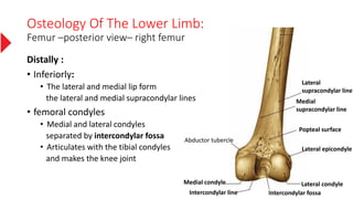 Osteology Of The Lower Limb:
Femur –posterior view– right femur
Distally :
• Inferiorly:
• The lateral and medial lip form
the lateral and medial supracondylar lines
• femoral condyles
• Medial and lateral condyles
separated by intercondylar fossa
• Articulates with the tibial condyles
and makes the knee joint
Lateral
supracondylar line
Medial
supracondylar line
Popteal surface
Lateral condyleMedial condyle
Intercondylar line Intercondylar fossa
Abductor tubercle
Lateral epicondyle
 