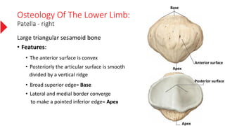 Osteology Of The Lower Limb:
Patella - right
Large triangular sesamoid bone
• Features:
• The anterior surface is convex
• Posteriorly the articular surface is smooth
divided by a vertical ridge
• Broad superior edge= Base
• Lateral and medial border converge
to make a pointed inferior edge= Apex
Base
Apex
Anterior surface
Apex
Posterior surface
 