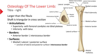 Osteology Of The Lower Limb:
Tibia - right
Larger than the fibula
Shaft is triangular in cross section
• Articulations:
• Superiorly- with femoral condyles via tibial plateau
• Inferiorly- with talus
• Borders:
• Anterior border | interosseous border
• Surfaces:
• Medial| Lateral | posterior surface
• Junction of lateral and posterior surface= interosseous border
Tibial tuberosity
Medial surface
Lateral surface
Medial condyle
Lateral condyle
Medial
malleolus
Anterior border
Medial
surface
posterior border
Lateral surface
interosseous border
posterior surface
Anterior border
Lateral intercondylar
tubercle
Medial intercondylar
tubercle
 