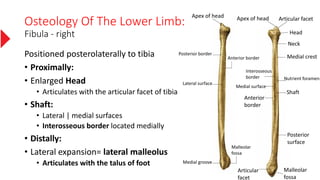 Osteology Of The Lower Limb:
Fibula - right
Positioned posterolaterally to tibia
• Proximally:
• Enlarged Head
• Articulates with the articular facet of tibia
• Shaft:
• Lateral | medial surfaces
• Interosseous border located medially
• Distally:
• Lateral expansion= lateral malleolus
• Articulates with the talus of foot
Articular facetApex of head
Head
Neck
Medial crest
Nutrient foramen
Interosseous
border
Medial surface
Anterior
border
Shaft
Posterior
surface
Malleolar
fossa
Articular
facet
Malleolar
fossa
Medial groove
Lateral surface
Anterior border
Posterior border
Apex of head
 