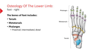 Osteology Of The Lower Limb:
foot - right
The bones of foot includes:
• Tarsals
• Metatarsals
• Phalanges
• Proximal| intermediate| distal
Phalanges
Metatarsals
Tarsals
 