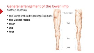 General arrangement of the lower limb
Surface anatomy
• The lower limb is divided into 4 regions
• The Gluteal region
• Thigh
• Leg
• Foot
Gluteal region
Thigh
Leg
Foot
 