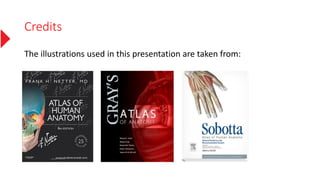 Credits
The illustrations used in this presentation are taken from:
 