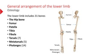 General arrangement of the lower limb
Osteology
The lower limb includes 31 bones
• The Hip bone
• Femur
• Patella
• Tibia
• Fibula
• Tarsals (7)
• Metatarsals (5)
• Phalanges (14) Tarsals
Meta tarsals
Tibia Fibula
Femur
Hip bone
Patella
Phalanges
 