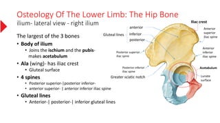 Osteology Of The Lower Limb: The Hip Bone
ilium- lateral view - right ilium
The largest of the 3 bones
• Body of ilium
• Joins the ischium and the pubis-
makes acetabulum
• Ala (wing)- has iliac crest
• Gluteal surface
• 4 spines
• Posterior superior-|posterior inferior-
• anterior superior- | anterior inferior iliac spine
• Gluteal lines
• Anterior-| posterior-| inferior gluteal lines
anterior
inferior
posterior
Gluteal lines
Posterior superior
iliac spine
Posterior inferior
iliac spine
Greater sciatic notch
Anterior
superior
iliac spine
Anterior
inferior
iliac spine
Acetabulum
Lunate
surface
Iliac crest
 