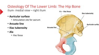 Osteology Of The Lower Limb: The Hip Bone
ilium- medial view – right ilium
• Auricular surface
• Articulation site for sacrum
• Arcuate line
• Iliac tuberosity
• Ala
• iliac fossa
Iliac tuberosity
Auricular surface
Arcuate line
Ala – iliac fossa
 