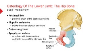 Osteology Of The Lower Limb: The Hip Bone
pubis- medial view
• Pectineal line
• proximal origin of the pectineus muscle
• Iliopubic eminence
• Marks the union of pubis and ilium
• Obturator groove
• Symphysial surface
• articulates with its contralateral
partner by means of the interpubic disc
Symphysial
surface
Iliopubic
eminence
Obturator groove
Pectineal
line
 