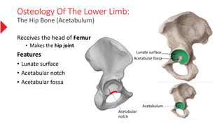 Osteology Of The Lower Limb:
The Hip Bone (Acetabulum)
Receives the head of Femur
• Makes the hip joint
Features
• Lunate surface
• Acetabular notch
• Acetabular fossa
Acetabulum
Lunate surface
Acetabular fossa
Acetabular
notch
 