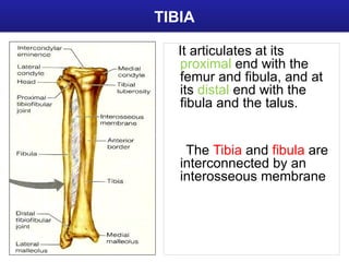 The lower limb bones anatomy presentation.pptx