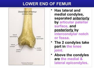 The lower limb bones anatomy presentation.pptx