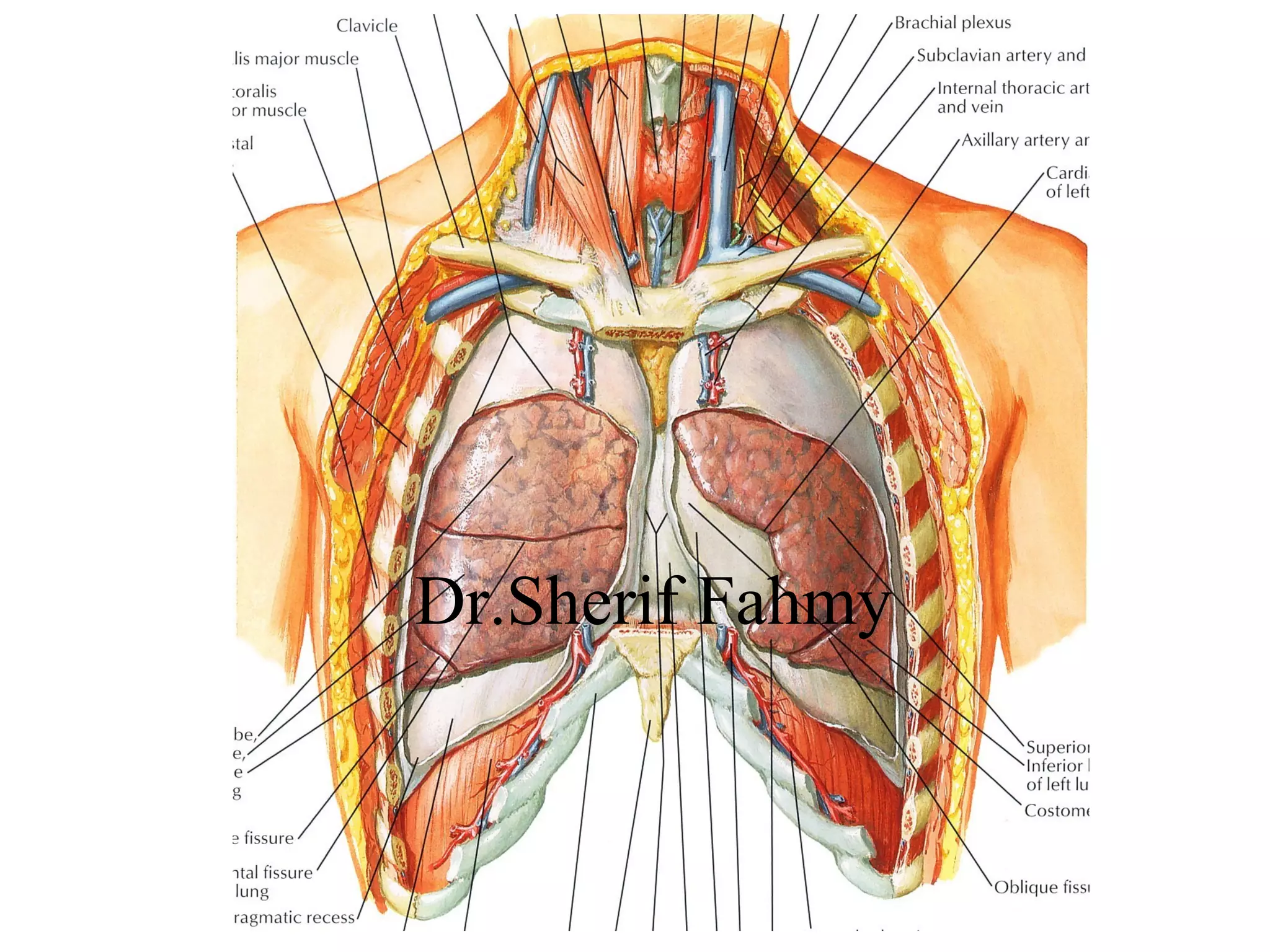 The Lungs (Anatomy of the Thorax) | PPS