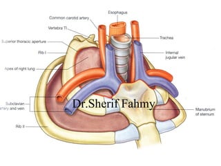 The Lungs (Anatomy of the Thorax) | PPS