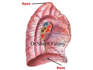 Base
Apex
Dr.Sherif Fahmy
 