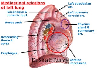 Mediastinal relations
of left lung
Cardiac
impression
Aortic arch
Left common
carotid art.
Left subclavian
art.
Esophagus ...