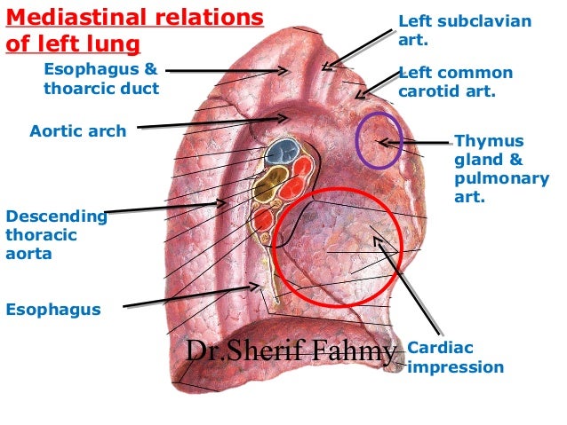 The Lungs (Anatomy of the Thorax) diagram of esophagus in relation to heart 