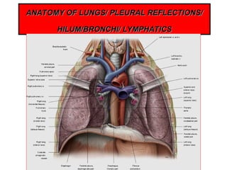 Sternal Reflection Comprehensive Anatomy of the Lungs and Pleural Structures | PPT