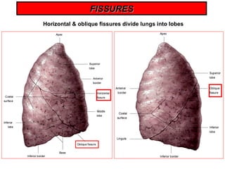 Comprehensive Anatomy of the Lungs and Pleural Structures | PPT