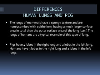 The lungs presentation