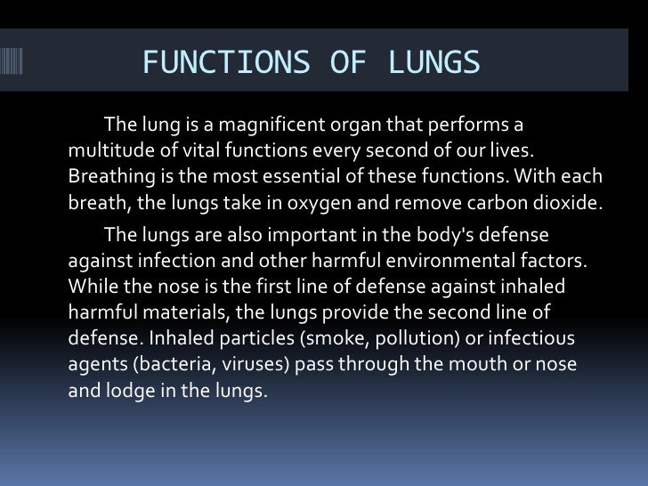 The lungs presentation