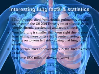 Interesting lung facts & statistics123,013 people died from chronic pulmonary disease each year in the US 2001Three types of silicosis exist; simple chronic, accelerated and acute silicosis. Your left lung is smaller than your right due to your heart sitting more or less in the center, having part of it bulging on to your left side causing that lung to be smaller.Each person takes approximately 22,000 breaths every 24 hours.You have 1500 miles of airways. (wow)