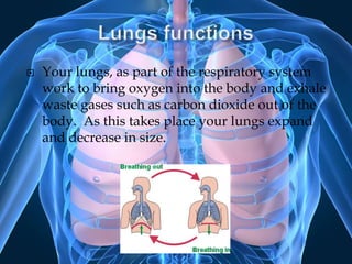 Lungs functionsYour lungs, as part of the respiratory system work to bring oxygen into the body and exhale waste gases such as carbon dioxide out of the body.  As this takes place your lungs expand and decrease in size.