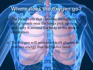 Where does the oxygen go?The blood cells that circulate through tiny blood vessels near the lungs pick up oxygen and carry it around the body to the sites of respiration. The oxygen will soon react with glucose to produce energy that our bodies need.