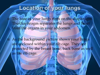 Location of your lungsThe base of your lungs rests on the diaphragm.  The diaphragm separates the lungs and heart from the organs in your abdomen.As the background picture shows your lungs are enclosed within your rib cage. They are protected by the breast bone, back bone as well as the rib cage.