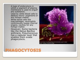 PHAGOCYTOSISA type of endocytocis in which a segment of plasma membrane is used to engulf any substance.Used by white blood cells to destroy micro- organisms or any foreign matter.White blood cells like macrophages, neutrophils continuously sweep internal organs, cavities for any foreign matter.However; Some bacteria like the Genus Bacillus anthracis, Pneumococcus has a capsular layer that enables them evade phagocytocis.