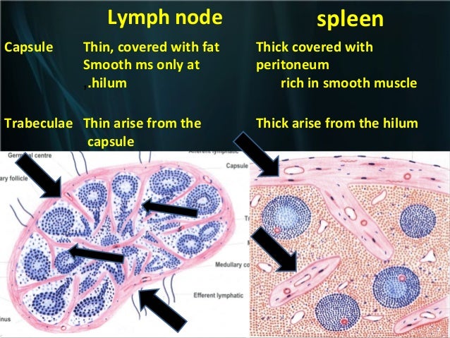 The lymphatic organs 2