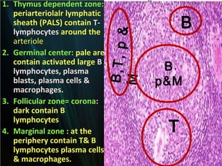 B,T, p &
M

1. Thymus dependent zone:
periarteriolalr lymphatic
sheath (PALS) contain Tlymphocytes around the
arteriole
2. Germinal center: pale area
contain activated large B
lymphocytes, plasma
blasts, plasma cells &
macrophages.
3. Follicular zone= corona:
dark contain B
lymphocytes
4. Marginal zone : at the
periphery contain T& B
lymphocytes plasma cells
& macrophages.

B
B
p&M

T

 