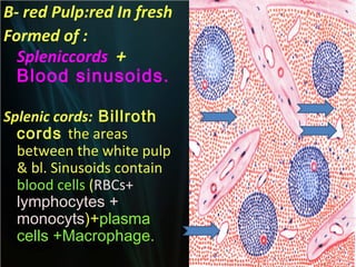 B- red Pulp:red In fresh
Formed of :
Spleniccords +
Blood sinusoids.
Splenic cords: Billroth
cords the areas
between the white pulp
& bl. Sinusoids contain
blood cells (RBCs+
lymphocytes +
monocyts)+plasma
cells +Macrophage.

 