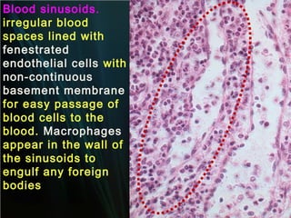 Blood sinusoids.
irregular blood
spaces lined with
fenestrated
endothelial cells with
non-continuous
basement membrane
for easy passage of
blood cells to the
blood. Macrophages
appear in the wall of
the sinusoids to
engulf any foreign
bodies

 