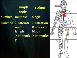 Lymph
node

spleen

number multiple

Single

Function Filterati
on of
lymph
Immunit
y

Filtration
& stores of
blood
Immunity

 