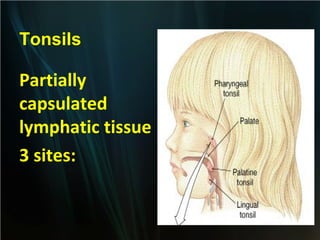 Tonsils

Partially
capsulated
lymphatic tissue
3 sites:

 