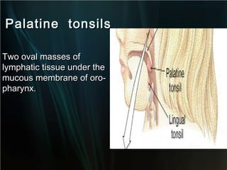 Palatine tonsils
Two oval masses of
lymphatic tissue under the
mucous membrane of oropharynx.

 