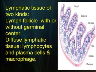 Lymphatic tissue of
two kinds:
Lymph follicle with or
without germinal
center
Diffuse lymphatic
tissue: lymphocytes
and plasma cells &
macrophage.

 
