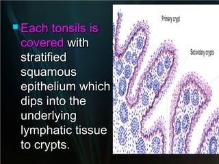  Each

tonsils is
covered with
stratified
squamous
epithelium which
dips into the
underlying
lymphatic tissue
to crypts.

 