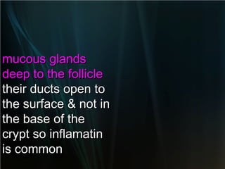 mucous glands
deep to the follicle
their ducts open to
the surface & not in
the base of the
crypt so inflamatin
is common

 