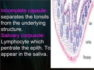 Incomplete capsule:
separates the tonsils
from the underlying
structure.
Salivary corpuscle:
Lymphocyte which
pentrate the epith. To
appear in the saliva.

 