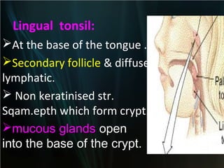 Lingual tonsil:
At the base of the tongue .
Secondary follicle & diffuse
lymphatic.
 Non keratinised str.
Sqam.epth which form crypt.
mucous glands open
into the base of the crypt.

 