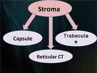 Stroma

Trabecula
e

Capsule
Reticular CT

 