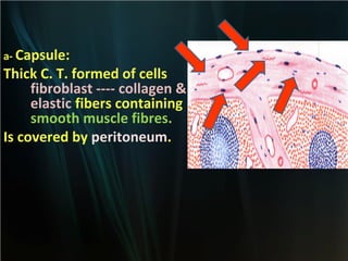 a- Capsule:

Thick C. T. formed of cells
fibroblast ---- collagen &
elastic fibers containing
smooth muscle fibres.
Is covered by peritoneum.

 