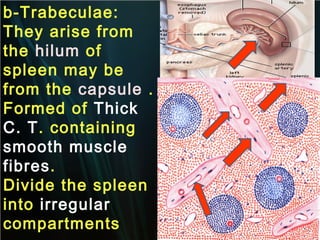 b-Trabeculae:
They arise from
the hilum of
spleen may be
from the capsule .
Formed of Thick
C. T. containing
smooth muscle
fibres.
Divide the spleen
into irregular
compartments

 