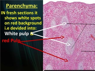 Parenchyma:
IN fresh sections it
shows white spots
on red background
i.e devided into:
White pulp &

red Pulp

 