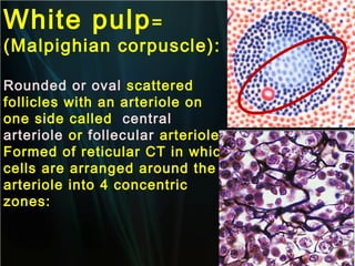 White pulp =

(Malpighian corpuscle):
Rounded or oval scattered
follicles with an arteriole on
one side called central
arteriole or follecular arteriole.
Formed of reticular CT in which
cells are arranged around the
arteriole into 4 concentric
zones:

 